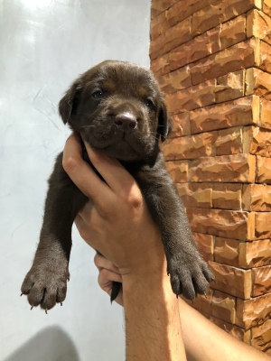 Labrador