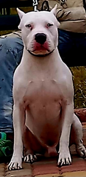 Dog argentin