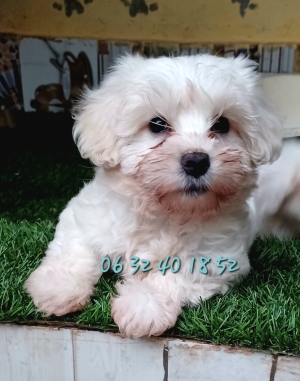 Bichon maltais nain