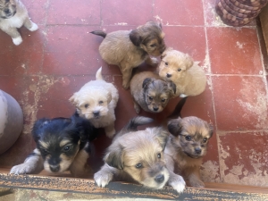 Caniche bichon