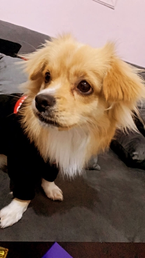 Chien