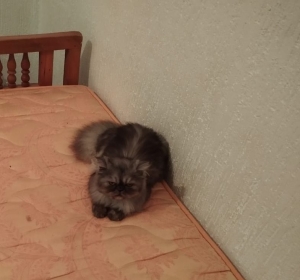 Chat persan