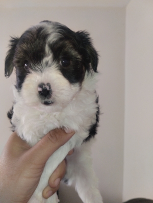 Bichon havanais