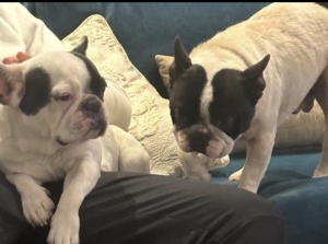 Bulldog français