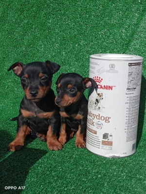 Pinscher nain