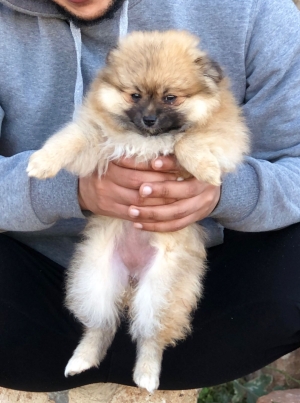 Spitz