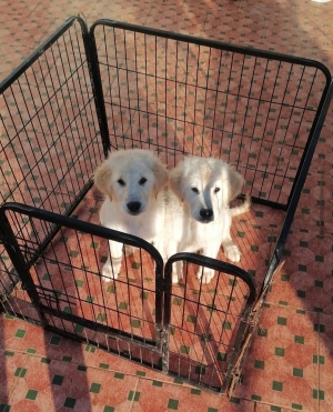 Golden retriever