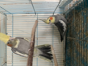 couple calopsitte
