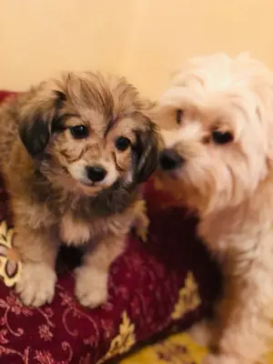 becho maltese