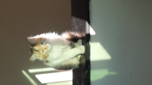 Angora callico