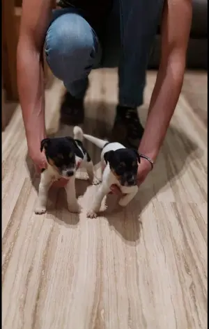 Chiot Jack Russell