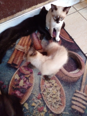 Chatons à donner