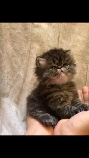Chat persans