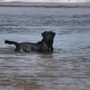 Rottweiler  femelle