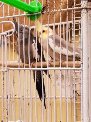 Kalopsitte