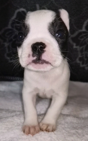 Bulldog français