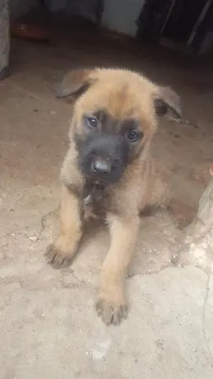 Malinois