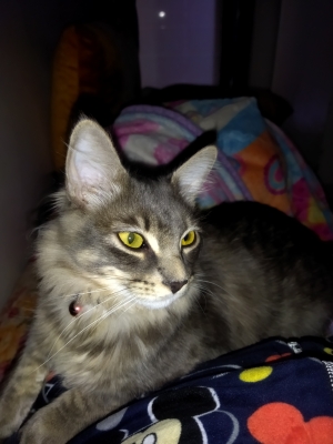 Main coon
