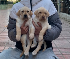 Labrador