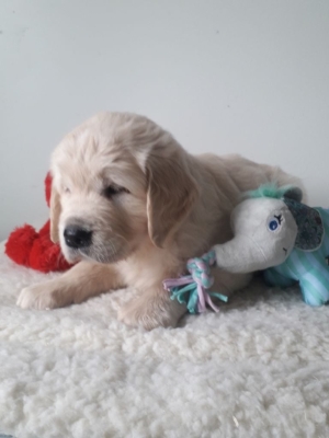Golden retriever