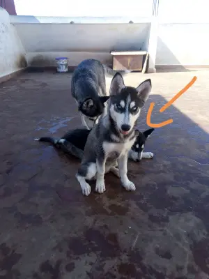 Chien husky