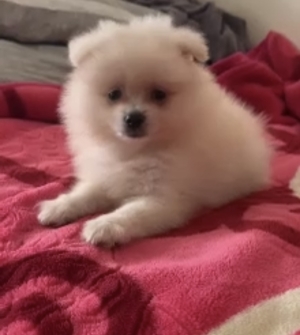 Spitz nain