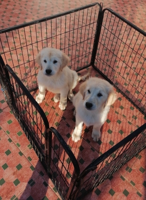 Golden retriever