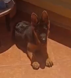 Pedigree berger allmand