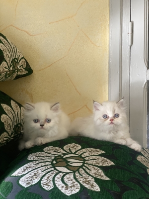 Ragdoll