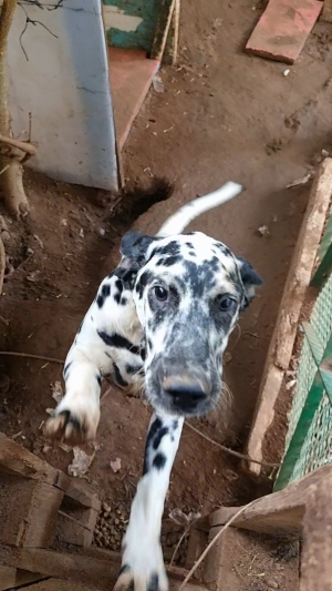 Dalmatien male