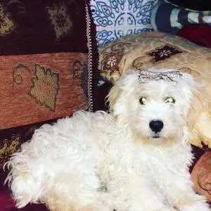 Bichon croisé