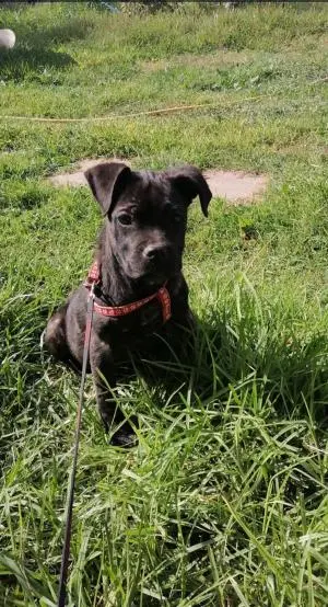 Cane Corso