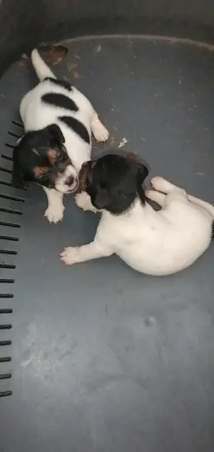 Jack Russell