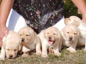 Labrador retriever