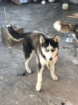 Husky