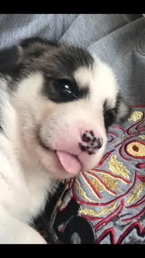 husky sibérien