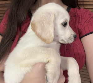 Labrador