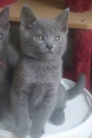 blue russe